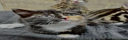 Siberian cats for sale: Gorgeous Part Siberian kittens  - Advert 8