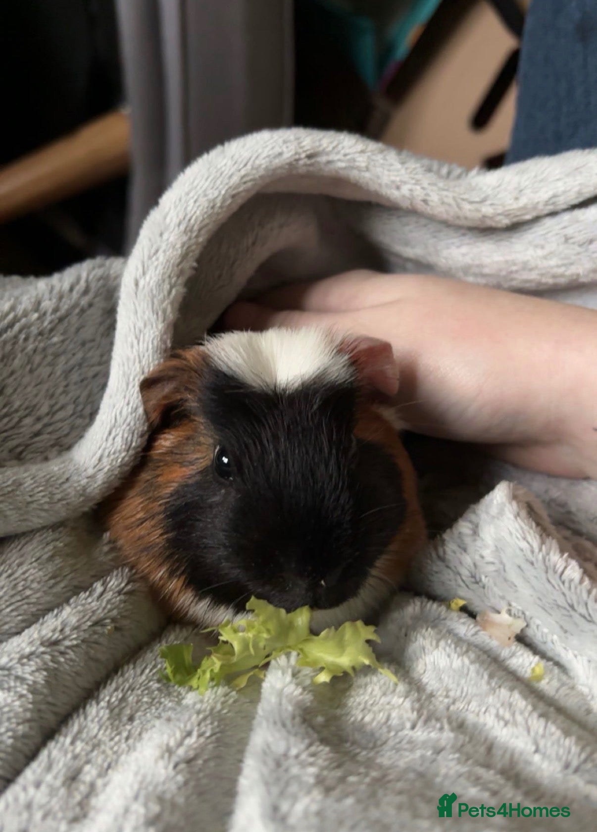 Guinea Pig rodents Buzz & Hobnob – Male Guinea Pigs - Advert 2