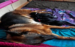 German Shepherd dogs for sale: KC German Shepherd puppies - Image 4