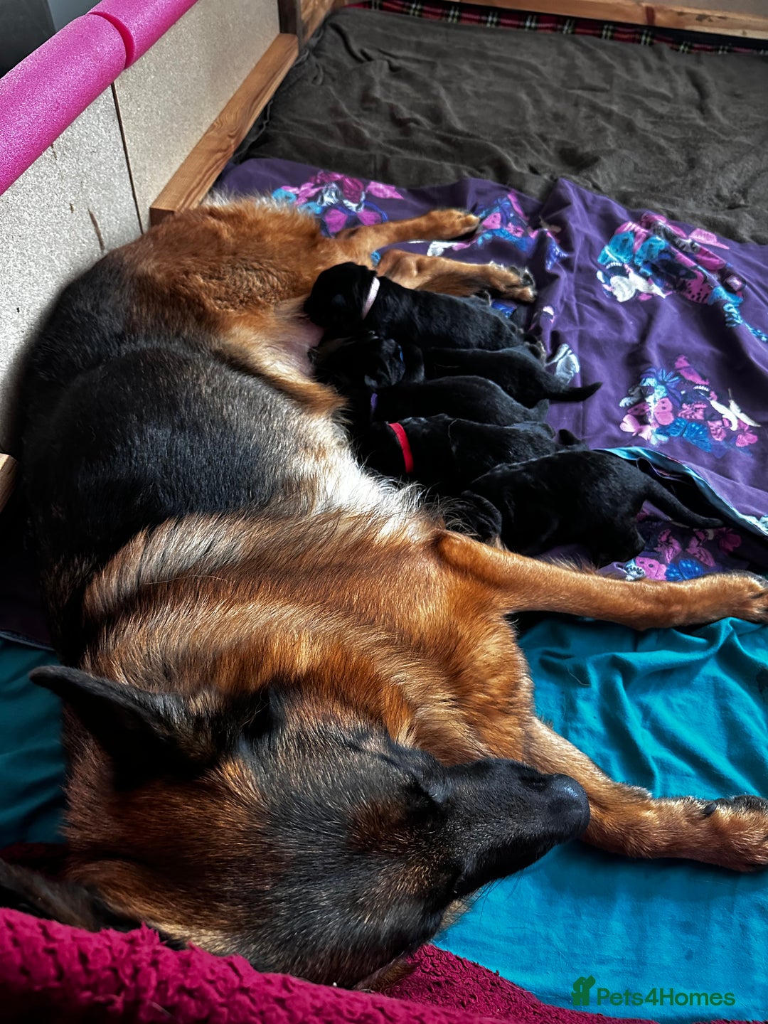 German Shepherd dogs for sale: KC German Shepherd puppies - Image 4