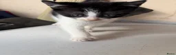 Domestic Shorthair cats for sale: 1 girl and 2 boys in Maldon - Advert 4