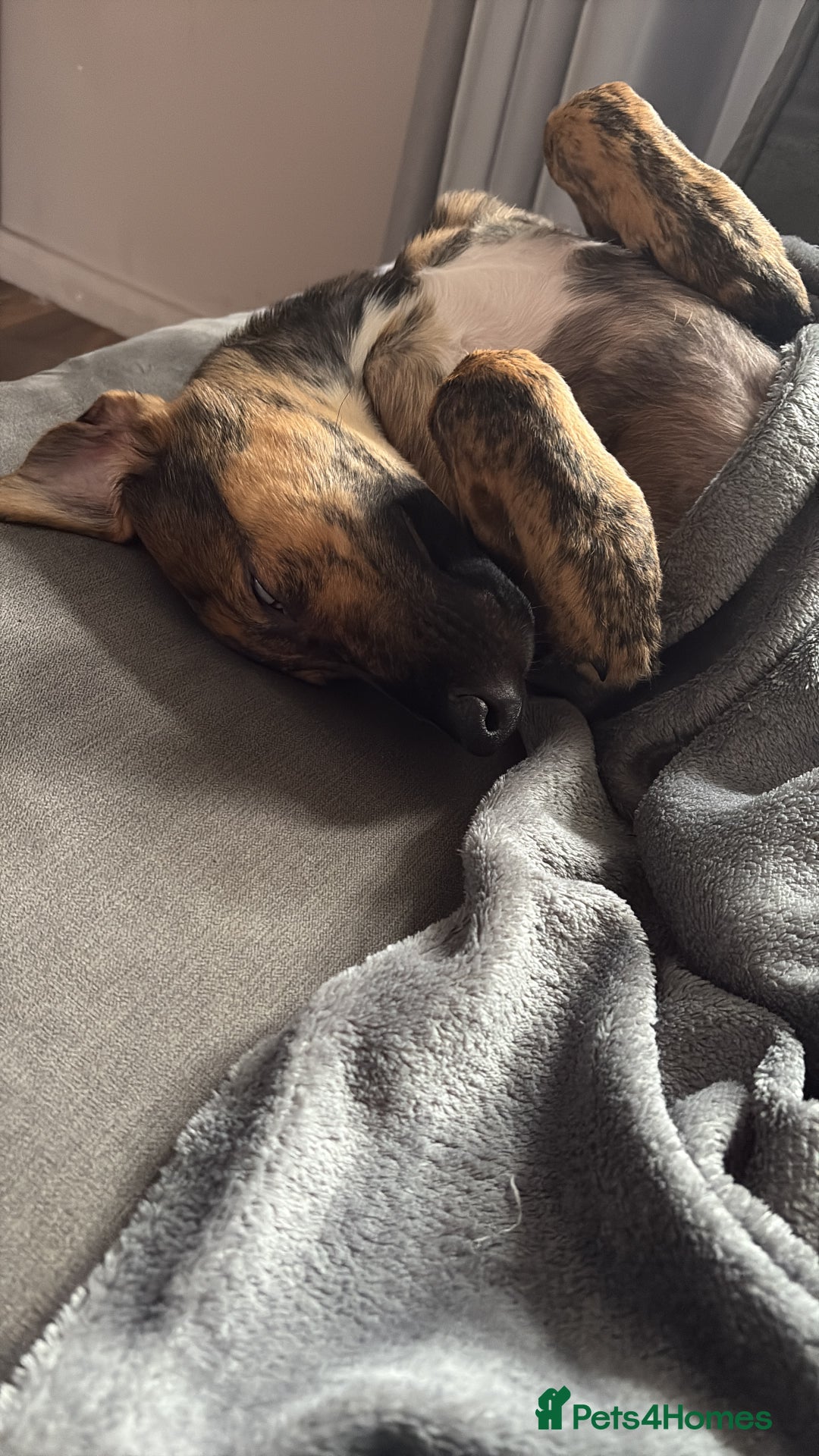 Mixed Breed dogs for sale: Meet Doobie - Advert 6