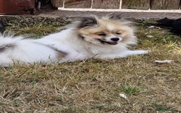 Pomeranian dogs for sale: ** pomeranians - Image 8