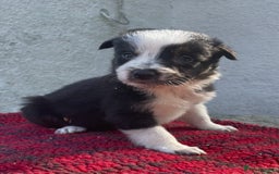 Border Collie dogs for sale: ISDS Registered Male puppies  - Image 1