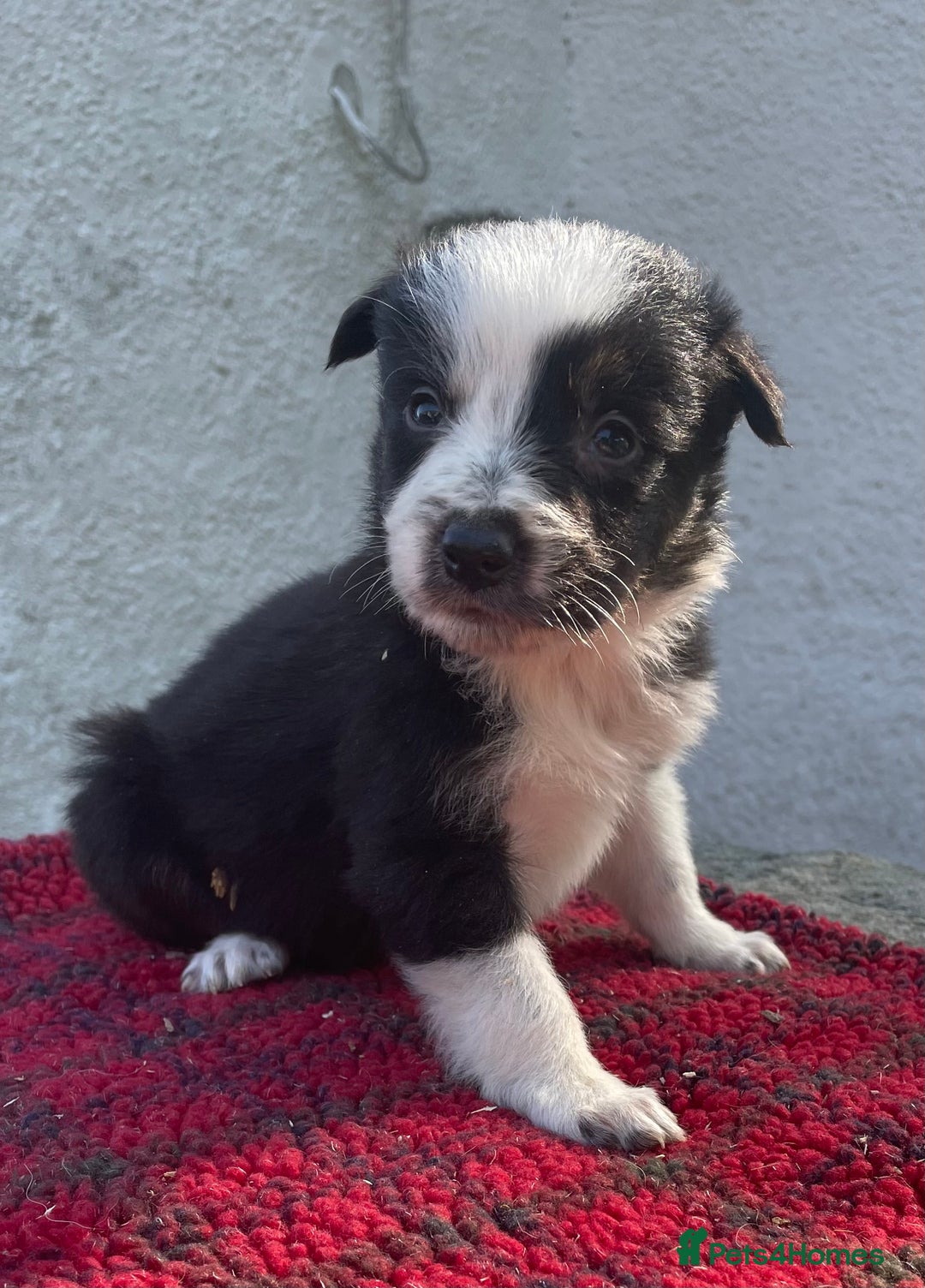 Border Collie dogs for sale: ISDS Registered Male puppies  - Image 1