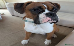 Boxer dogs for sale: Adorable Cooper - Image 4