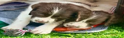 English Springer Spaniel dogs for sale: Pedigree springer spaniel Puppies - Advert 6