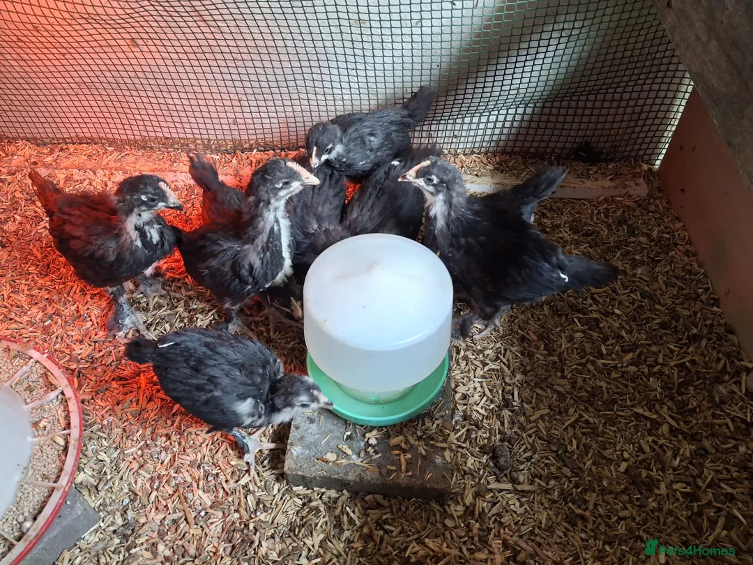 Chickens poultry for sale: Mixed Copper Black Marans Poulets For Sale in Cardiff - Advert 1