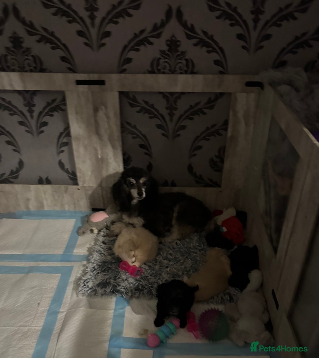 Maltipoo dogs for sale: Beautiful little maltipoo  - Advert 10