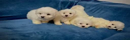Bichon Frise dogs for sale: 6 Beautiful bichon frise puppies 🐶  in Doncaster - Advert 2