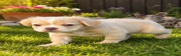 French Bulldog dogs for stud: PLATINUM LILAC & TAN FLUFFY - WELL PROVEN- KC   - Advert 23