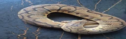 Python Snake reptiles for sale: Various ball pythons  - Advert 3
