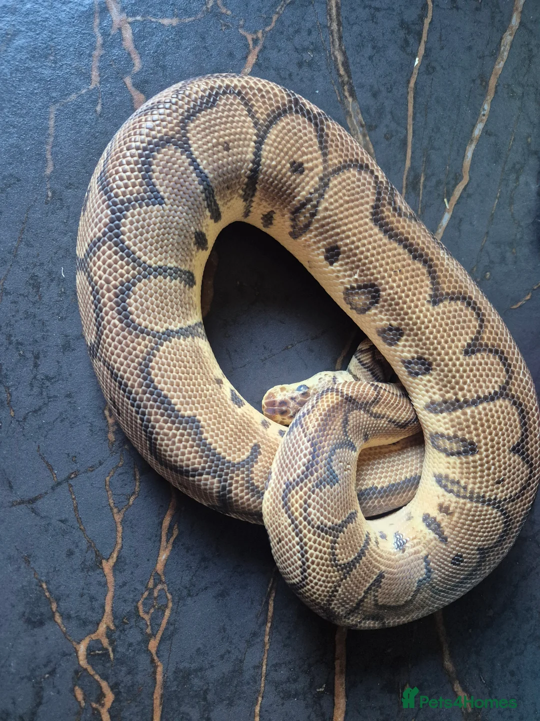 Python Snake reptiles for sale: Various ball pythons  - Advert 3