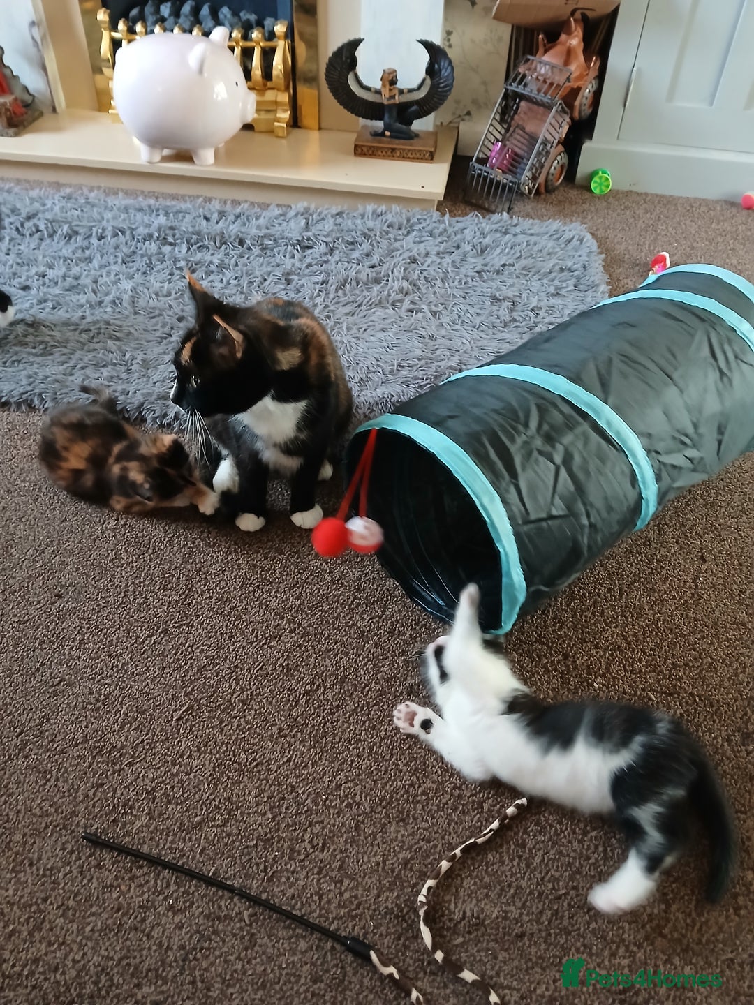 Mixed Breed cats for sale: 2 boys  - Advert 6