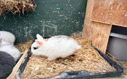 Netherland Dwarf rabbits for sale: Beautiful tamed Bunnies for sale  - Advert 4