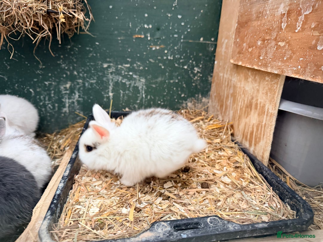 Netherland Dwarf rabbits for sale: Beautiful tamed Bunnies for sale  - Advert 4