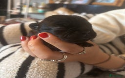 French Bulldog dogs for sale: French bulldog puppies ready for reservation  - Image 8