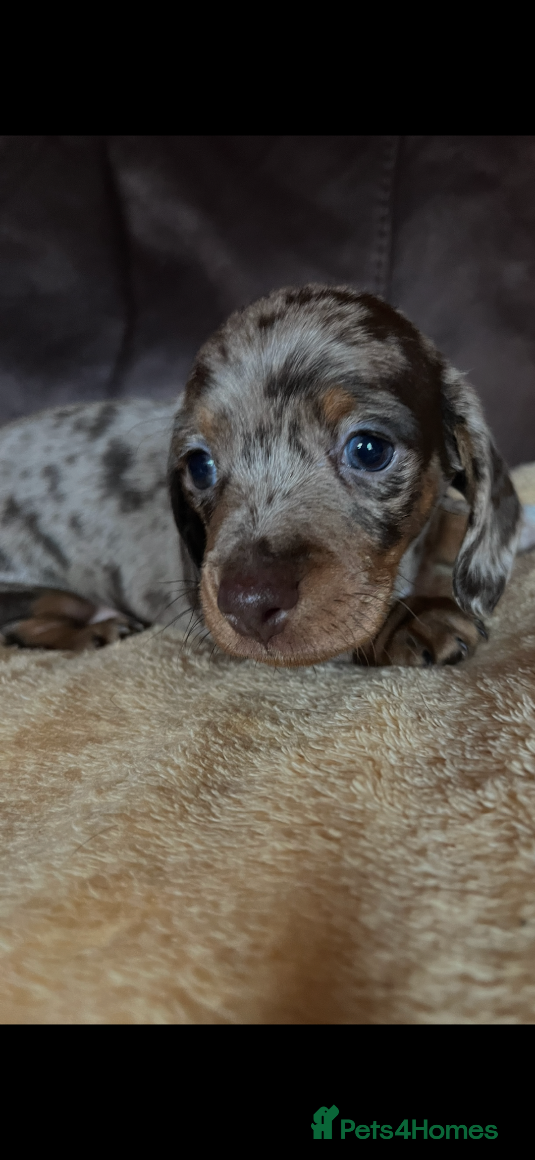 Miniature Dachshund dogs for sale: Miniature Dachshund  - Advert 38