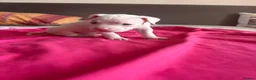 American Bully dogs for sale: Stunning American bully puppies for sale  - Advert 25
