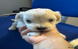 Maltese dogs for sale: Maltese puppies  - Image 12