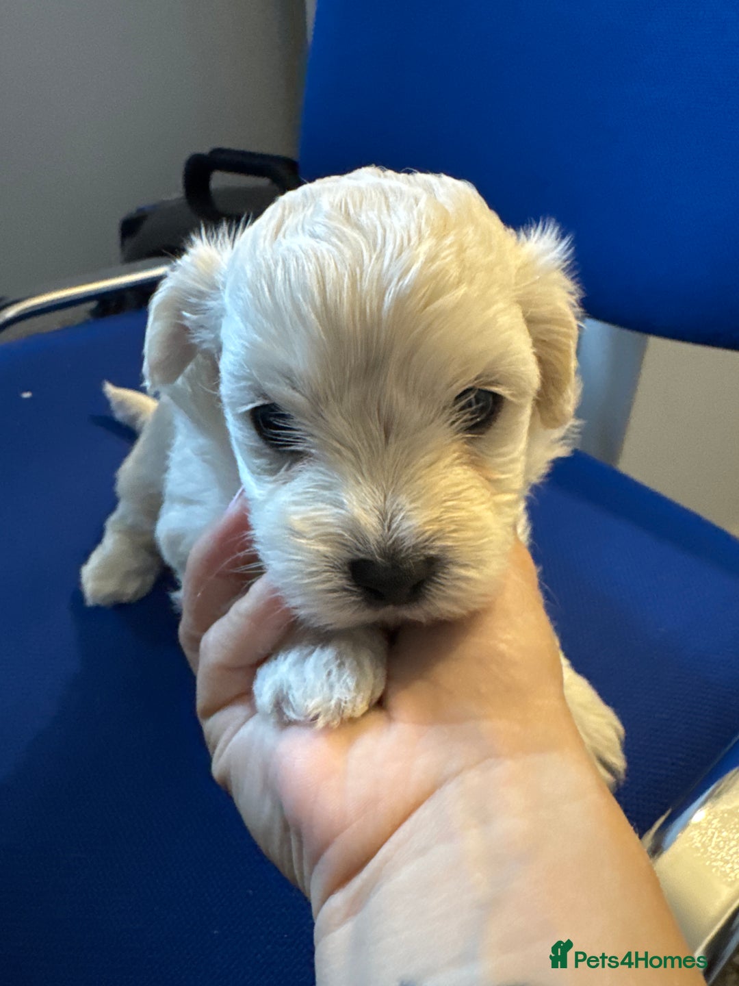 Maltese dogs for sale: Maltese puppies  - Image 12