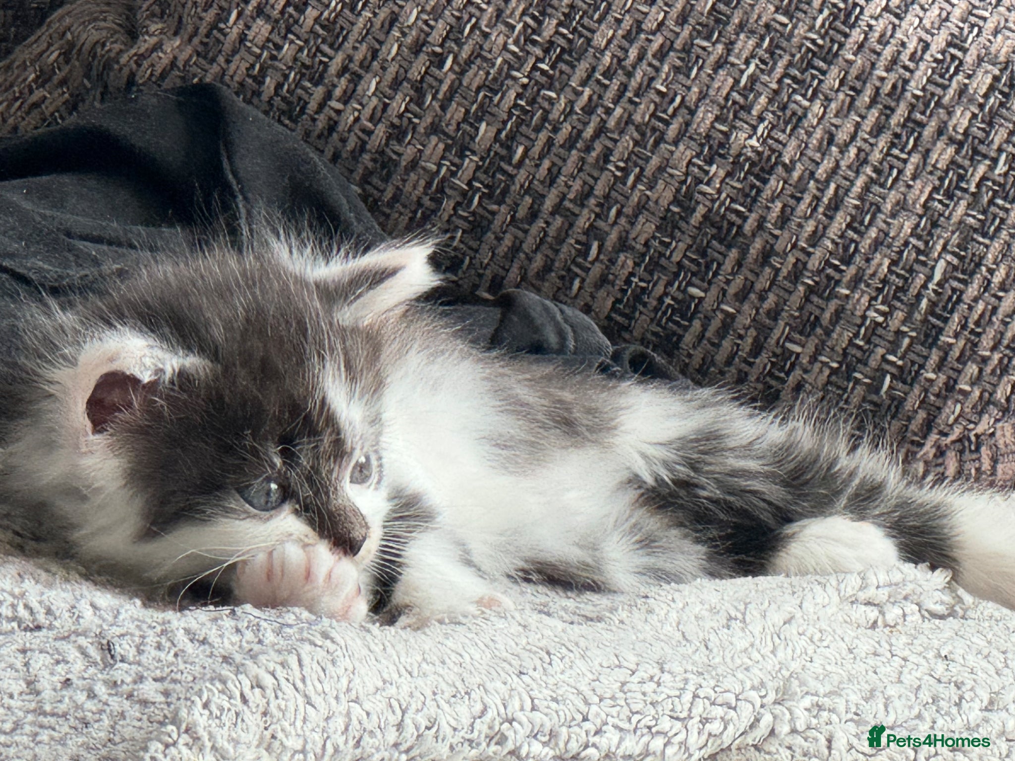 Mixed Breed Kitten 2