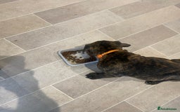 Mixed Breed dogs for sale: Old tyme bulldog in Shotts - Image 18