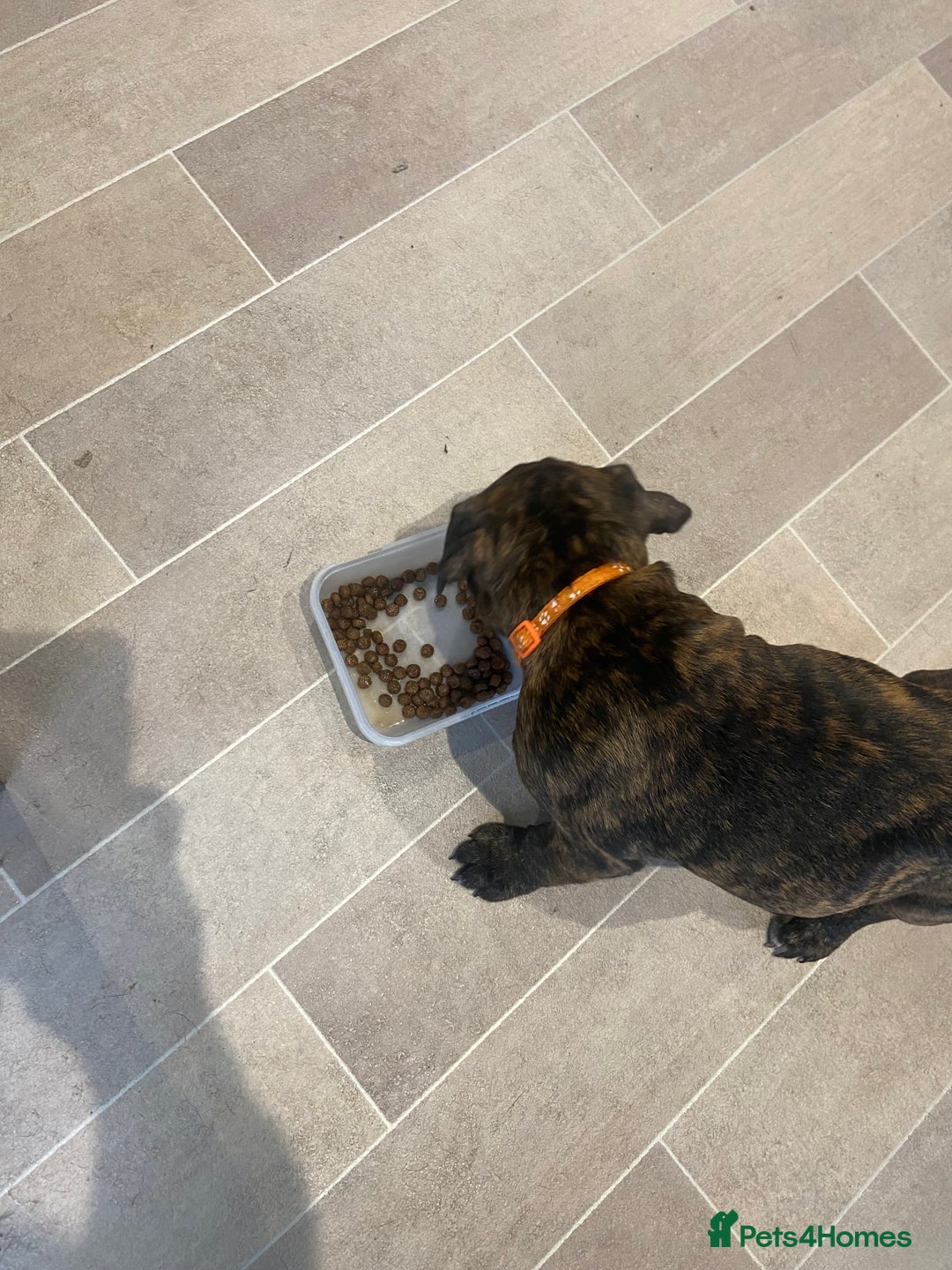 Mixed Breed dogs for sale: Old tyme bulldog in Shotts - Image 18