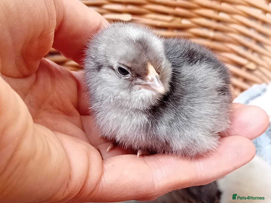 Chickens poultry for sale: Sweet Little Barbu d’Anvers Chicks Now Available - Image 12