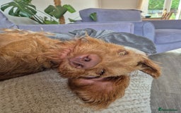 Hungarian Vizsla dogs for sale: Gorgeous 15 month wirehaired vizla  - Image 5