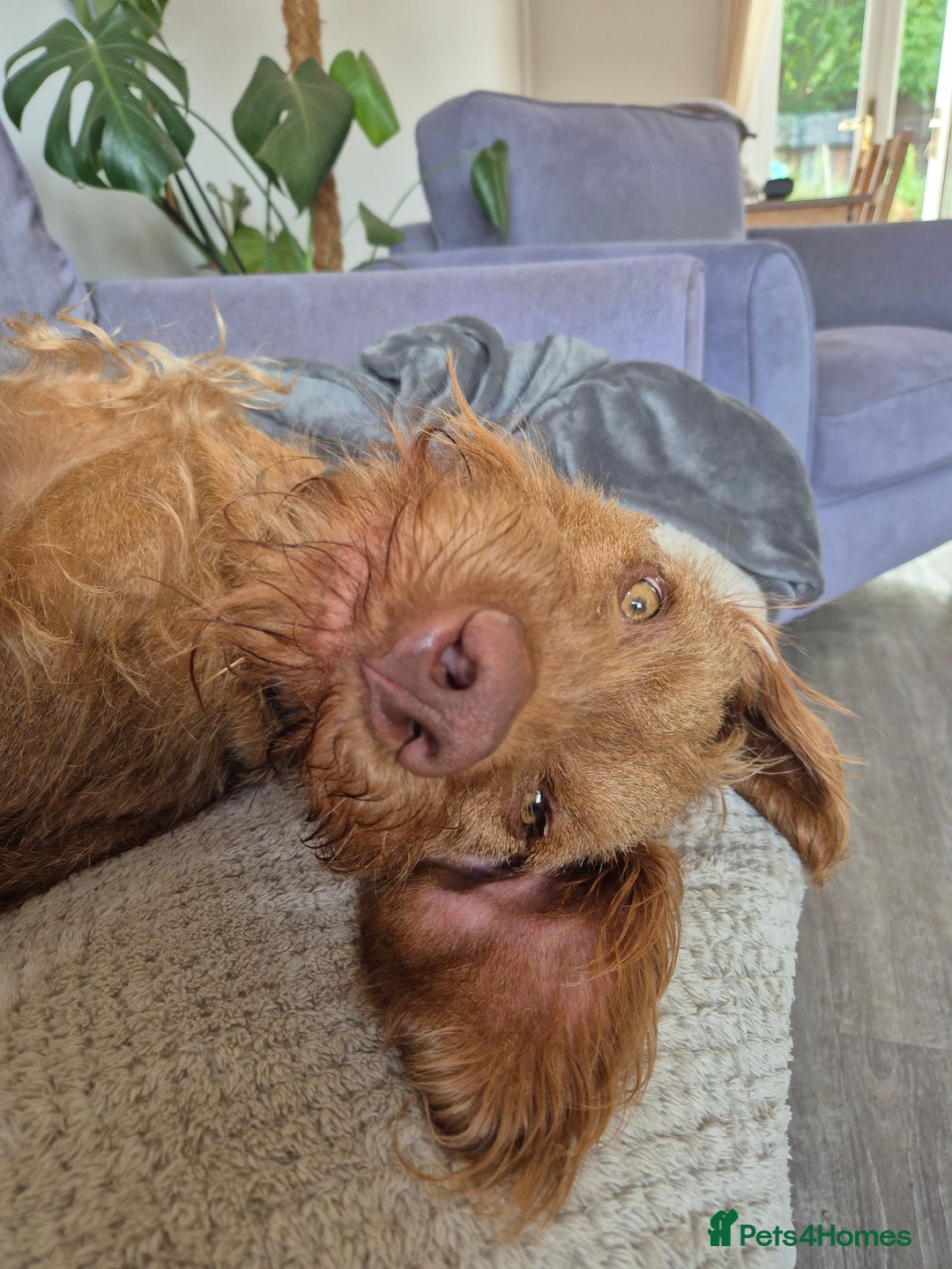 Hungarian Vizsla dogs for sale: Gorgeous 15 month wirehaired vizla  - Image 5