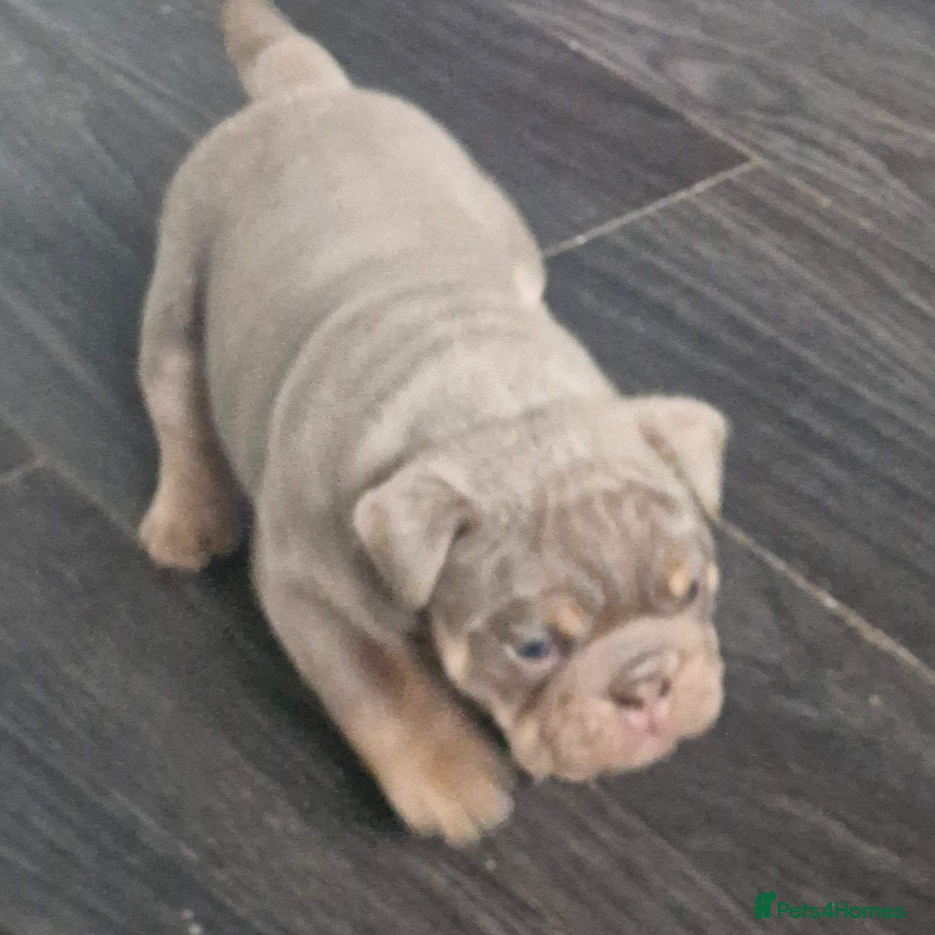 English Bulldog dogs KC REGISTERED BLUE TRI ENGLISH BULLDOGS FOR SALE - Advert 2