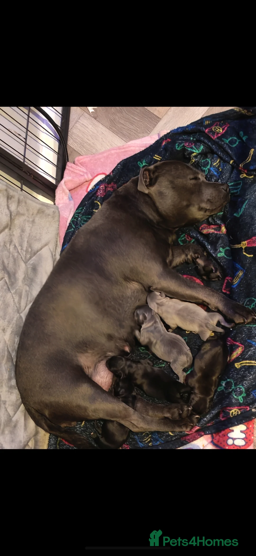 Staffordshire Bull Terrier dogs for sale: KC registered Staffordshire bull terrier puppies in Blaydon-on-Tyne - Advert 1
