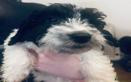 Sproodle dogs for sale: Stunning little sproodle / springer / poodle - Advert 2