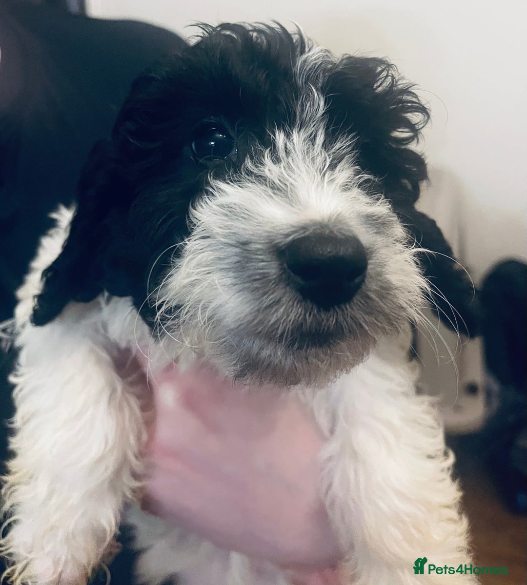 Sproodle dogs for sale: Stunning little sproodle / springer / poodle - Advert 2