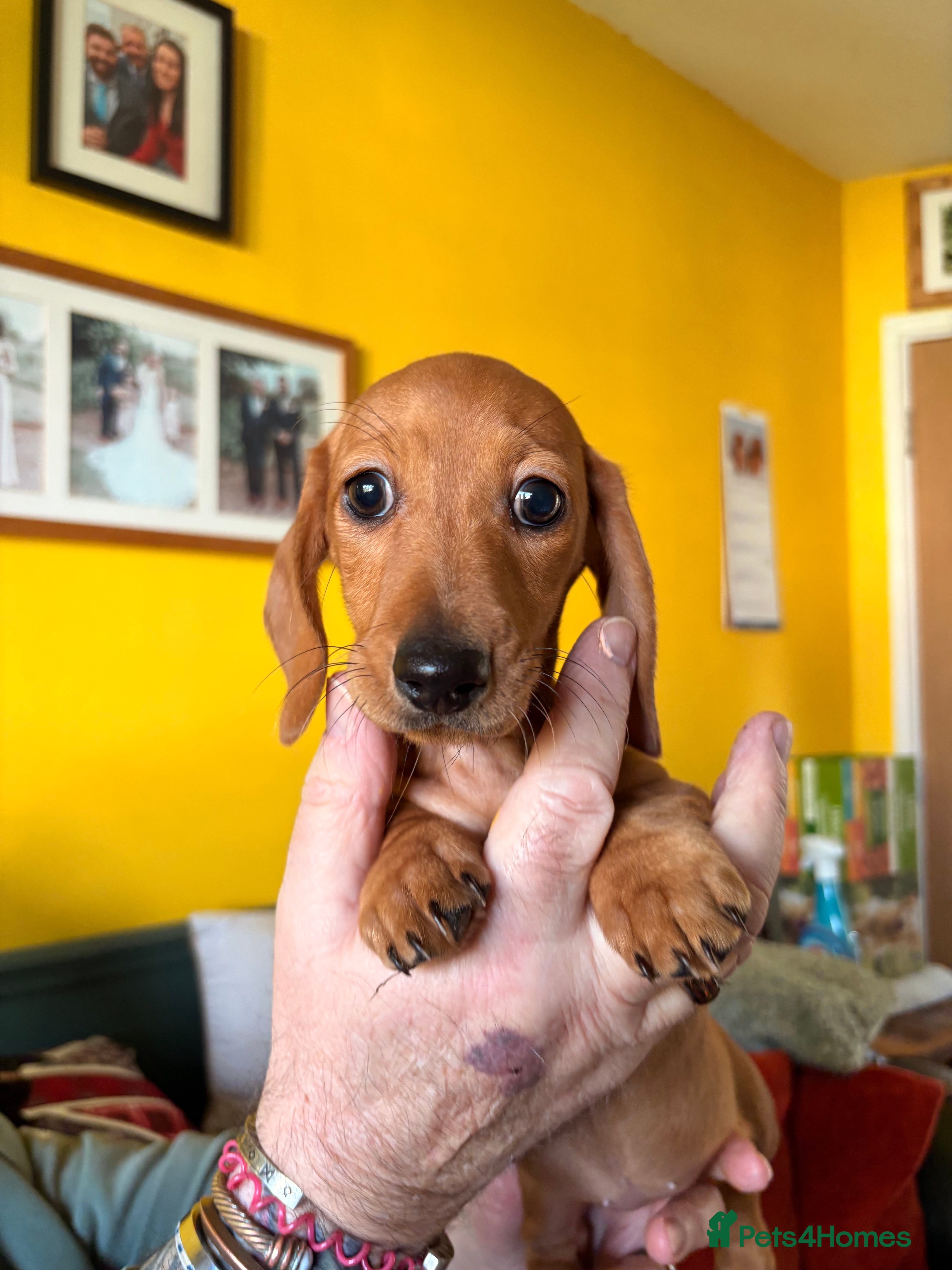 Dachshund dogs Ready to go! Miniature Smooth Haired Dachshunds  - Advert 13