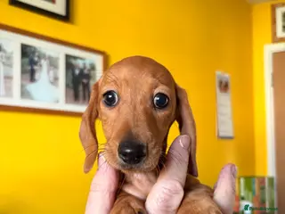 Dachshund dogs Ready to go! Miniature Smooth Haired Dachshunds - Advert 13