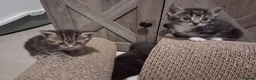 Mixed Breed cats for sale: Litter of 5 kittens - Advert 13