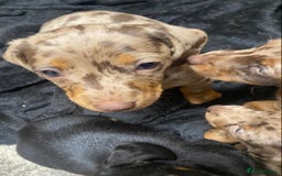 Miniature Dachshund dogs for sale: Miniature Dachshund 🌟4 BOYS🌟 - Image 9
