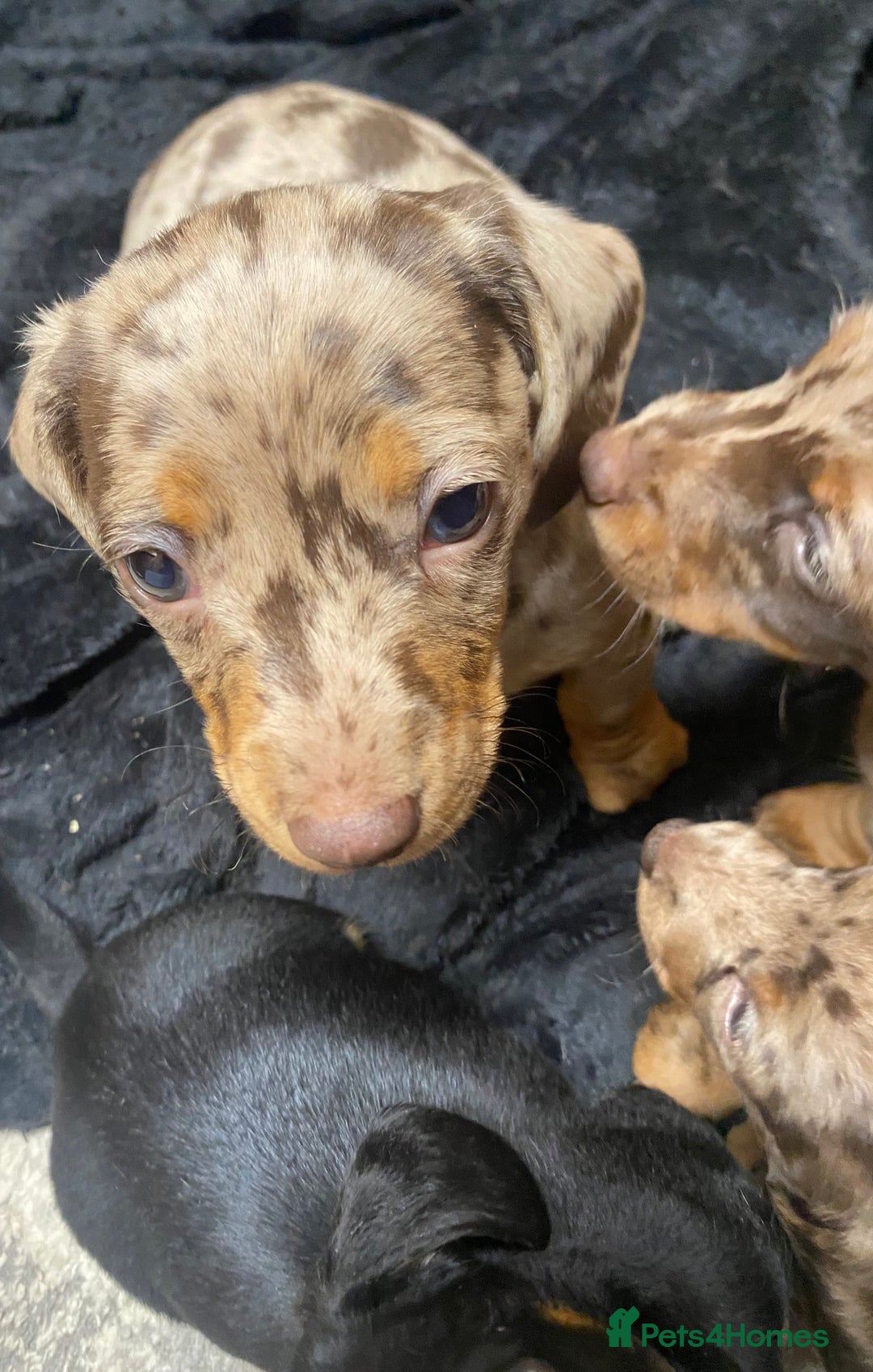 Miniature Dachshund dogs for sale: Miniature Dachshund 🌟4 BOYS🌟 - Image 9