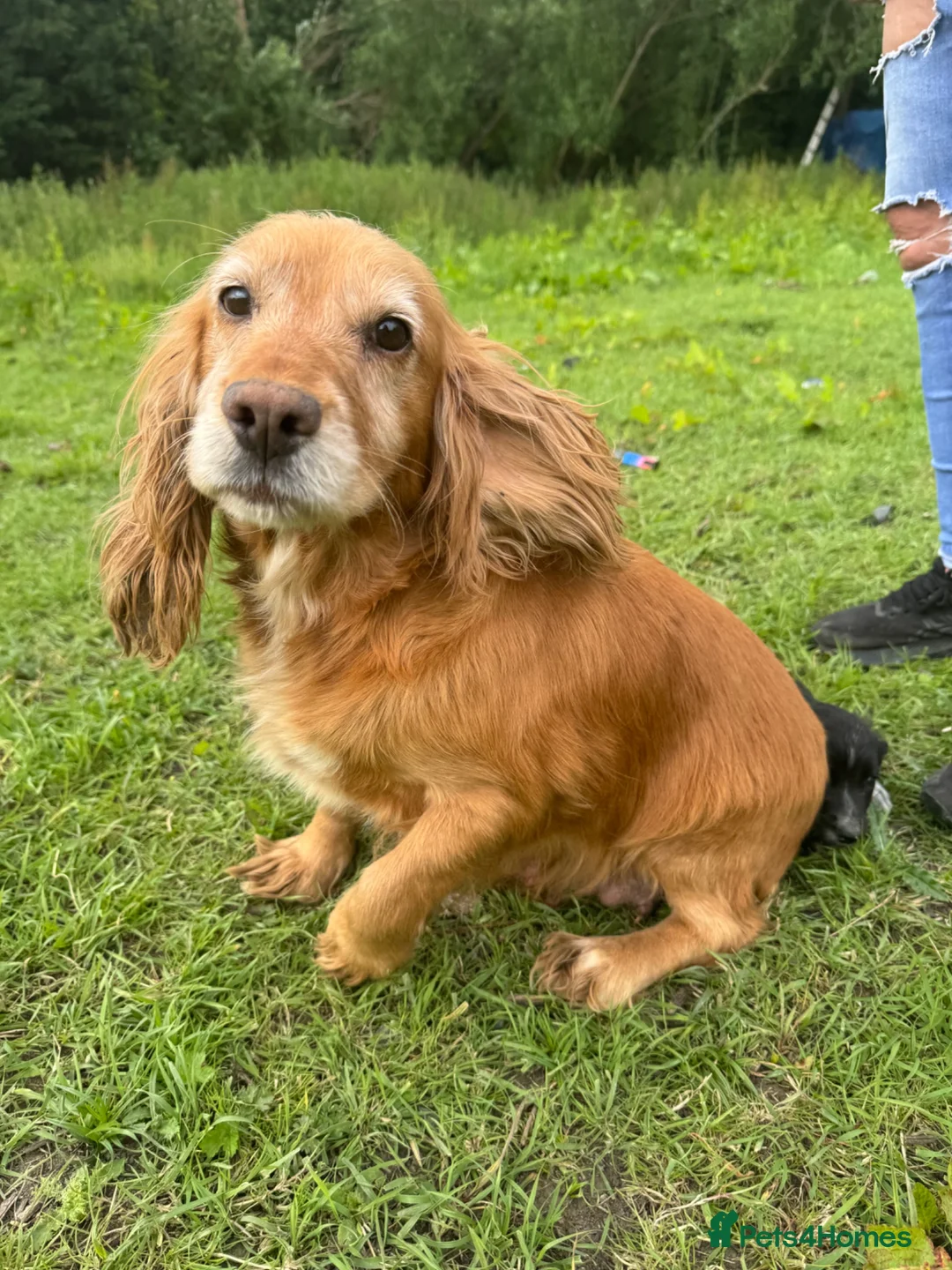 Cocker Spaniel dogs for sale: 3 cocker spaniel pups for sale  - Advert 1