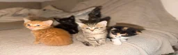 Domestic Shorthair cats for sale: 4 Beautiful  Kittens  - Advert 8