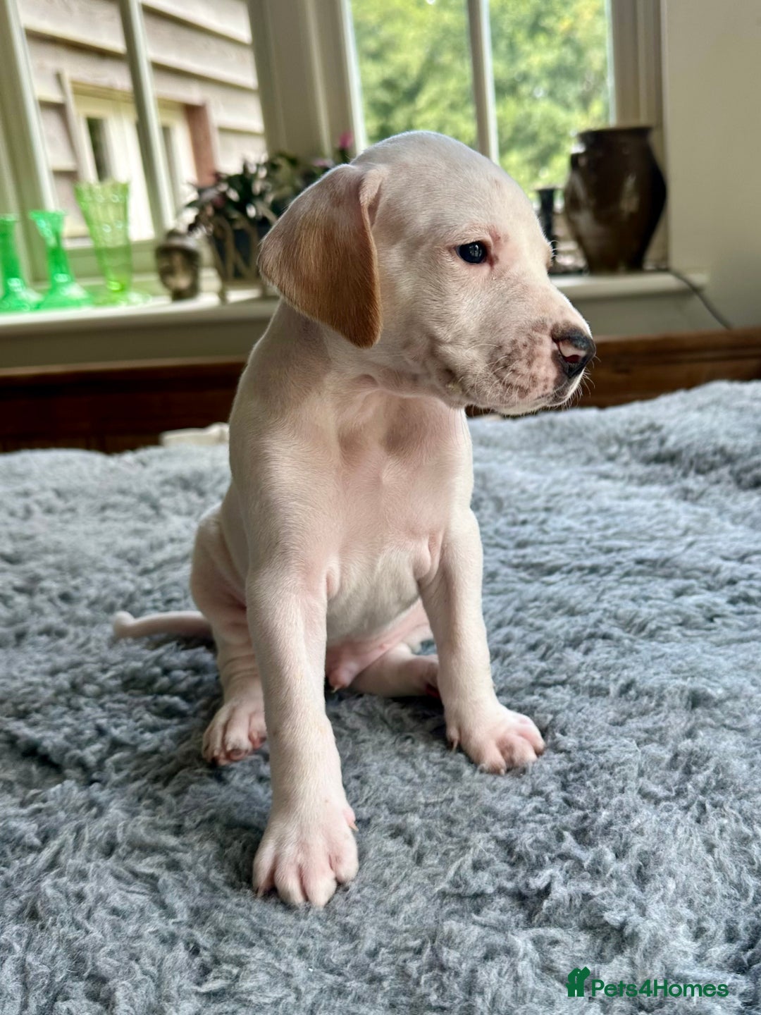 Pointer dogs for sale: KC reg Pointer Puppies - Image 21