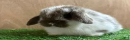 Mini Lop rabbits for sale: VHD- Vaccinated-Mini Lop Baby Rabbits  - Advert 7