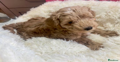 Maltipoo dogs - Advert 2