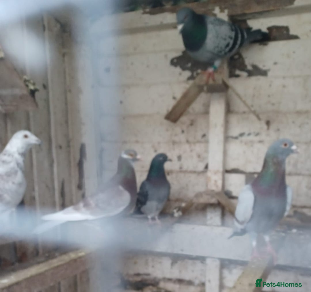 Pigeons birds for sale: Racing Pigeons for sale - Advert 6