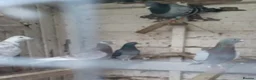 Pigeons birds for sale: Racing Pigeons for sale - Advert 6