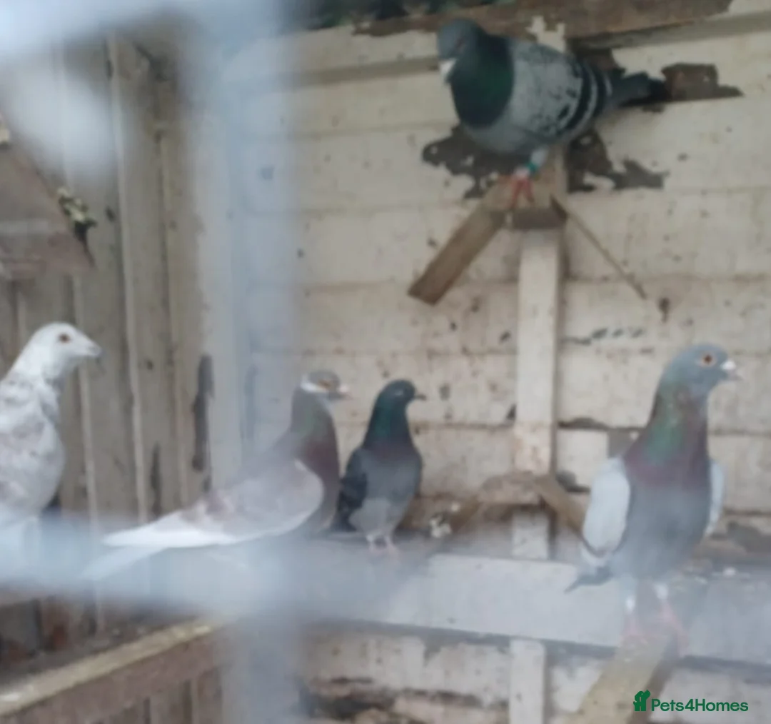 Pigeons birds for sale: Racing Pigeons for sale - Advert 6