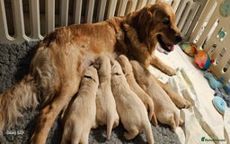 Golden Retriever dogs for sale: Beautiful chunky cream/golden retrievers  - Image 26