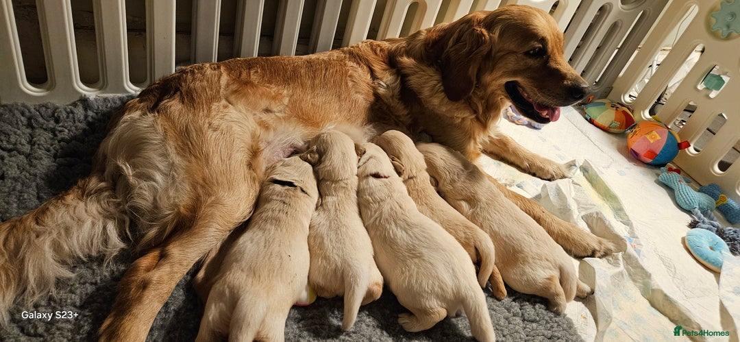 Golden Retriever dogs for sale: Beautiful chunky cream/golden retrievers  - Image 26